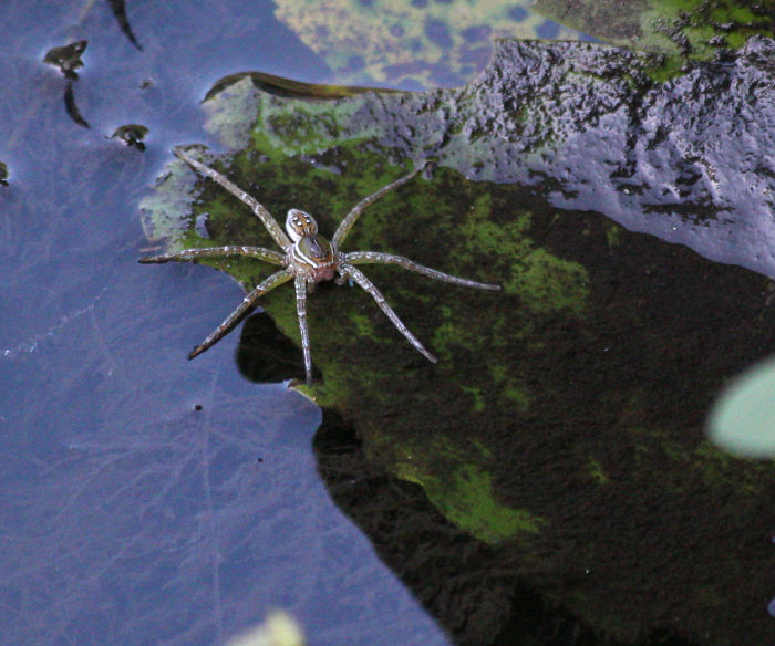 dolomedes