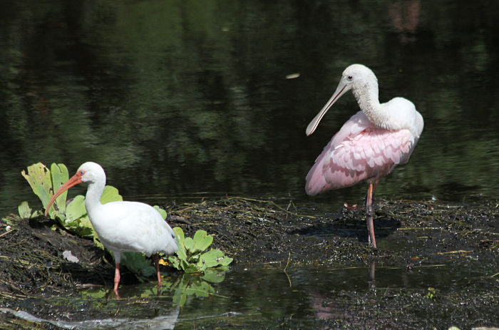 spoonbill and ibis