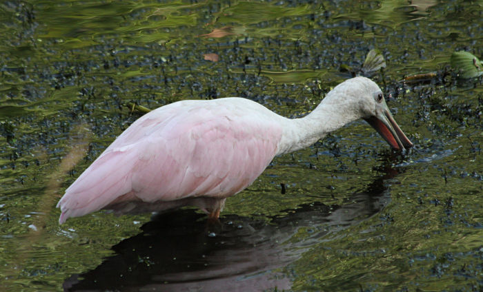 spoonbill feeding