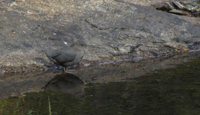 american dipper