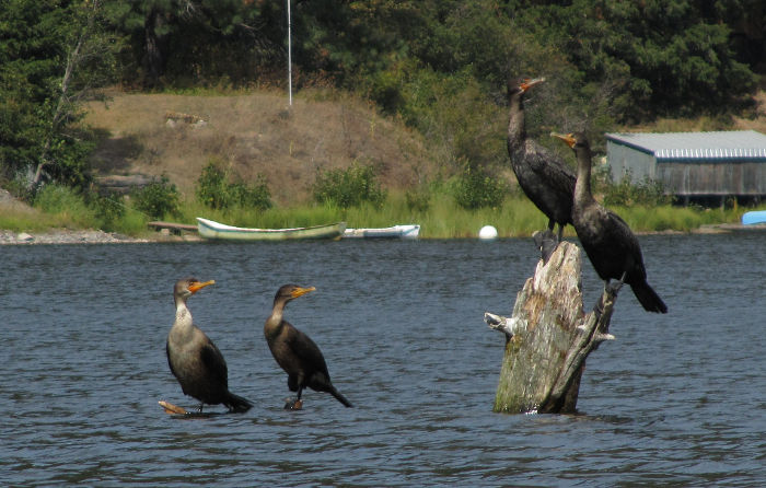 cormorants