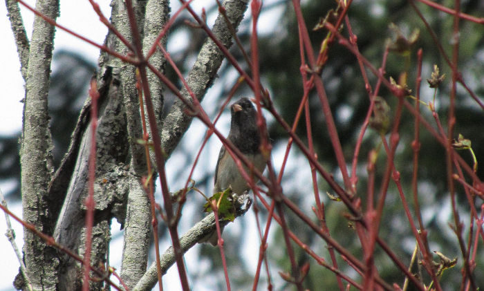 dark-eyed junco