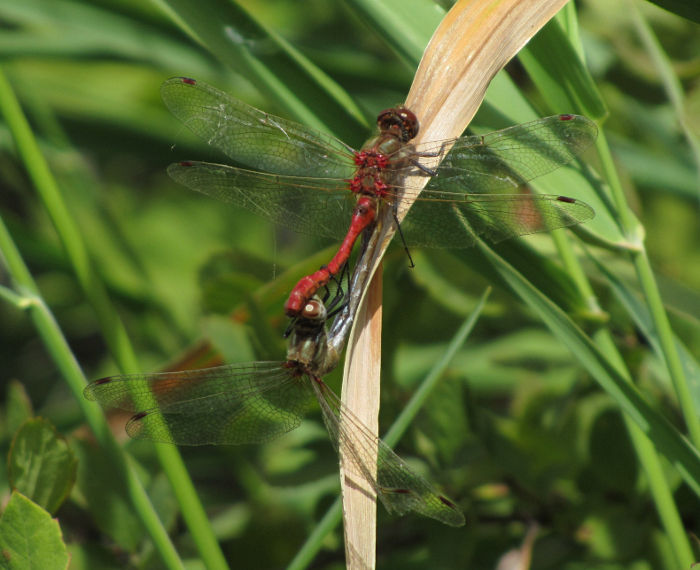 dragonflies