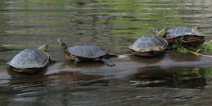 turtles