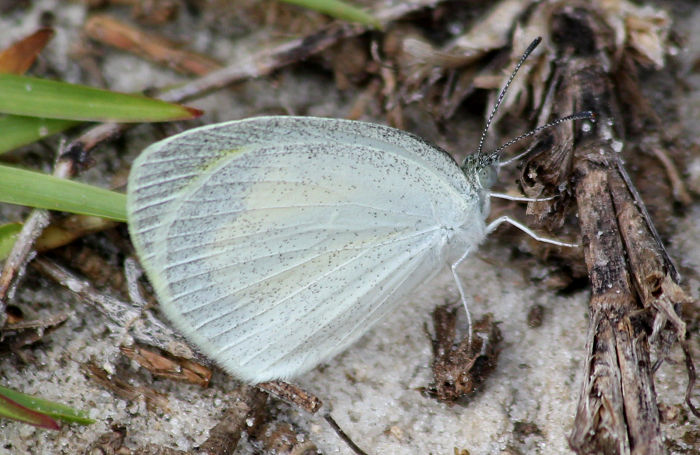 barred yellow