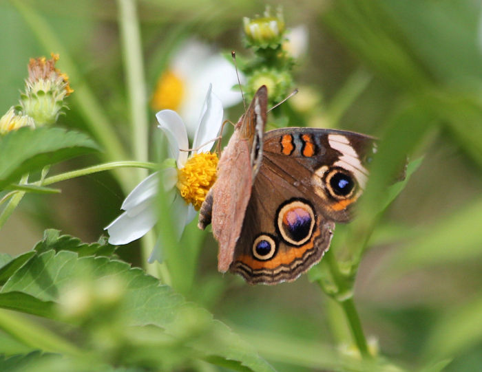 buckeye