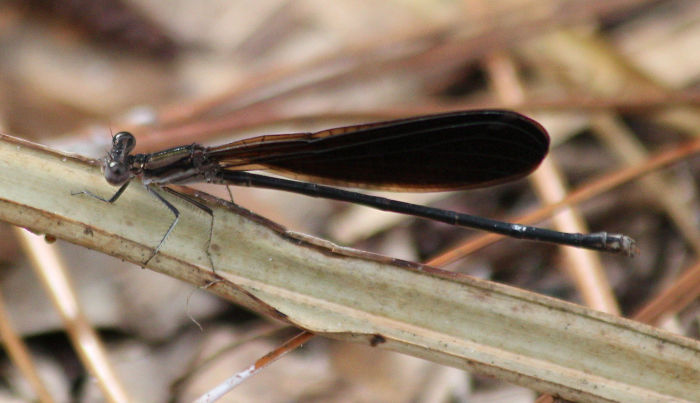 damselfly