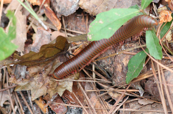 megapede