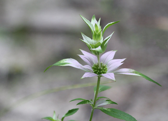 horsemint