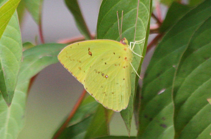 cloudless sulphur