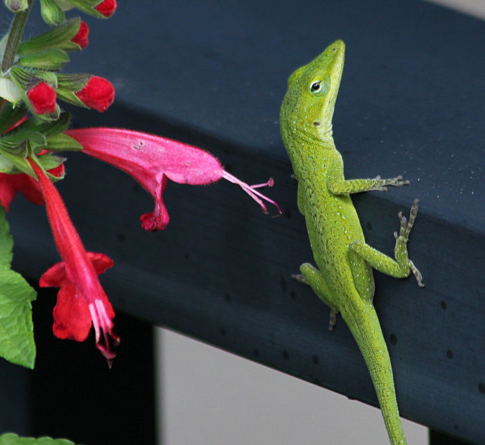 anole