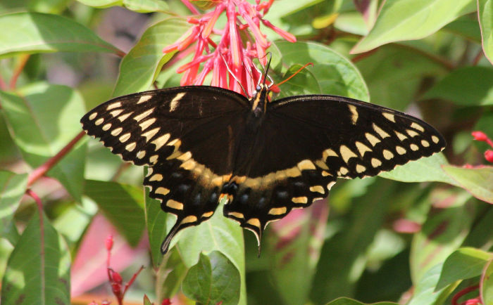 swallowtail