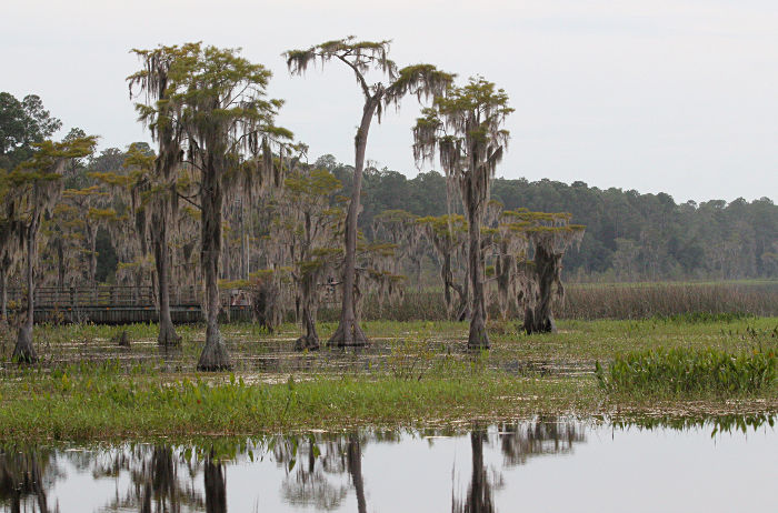 cypress and dock