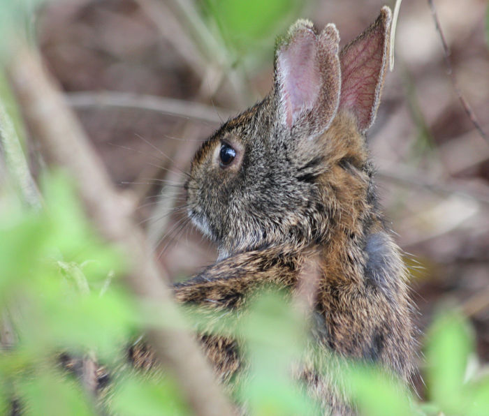 hop