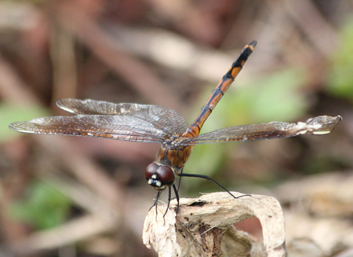 orange mangled wings