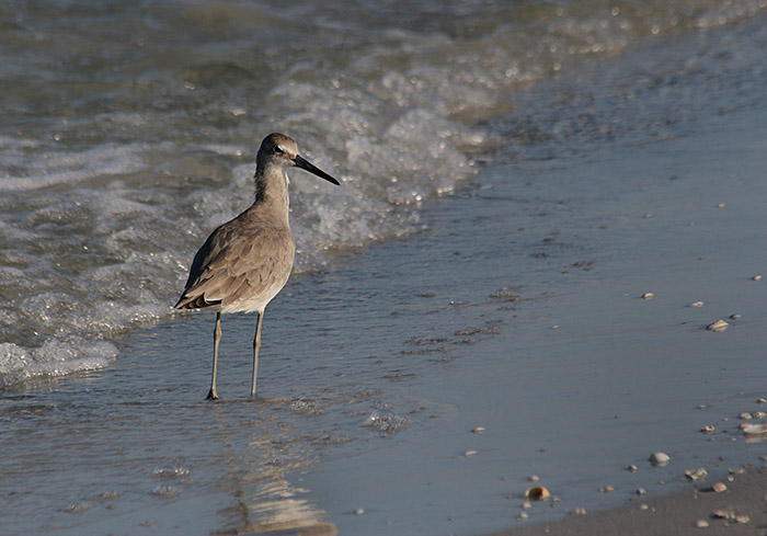 sandpiper