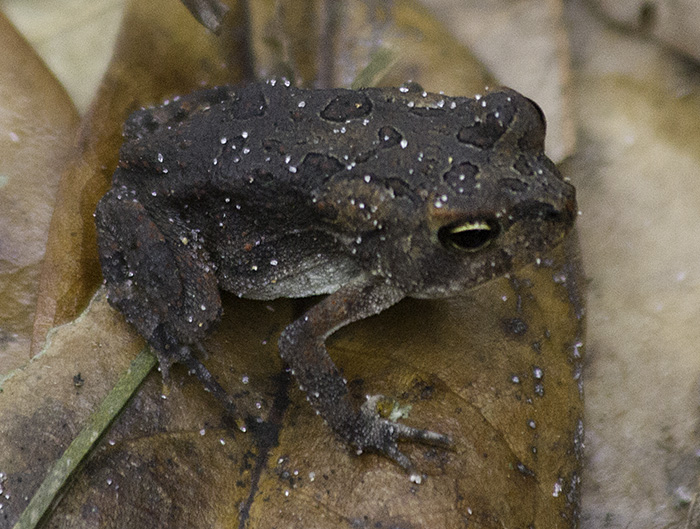 brown black spotted