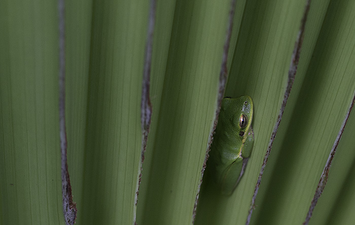 frog huddled