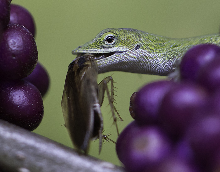 anole