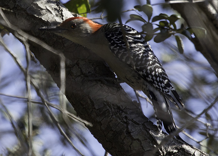 red-bellied