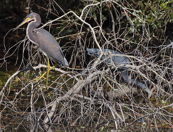 herons