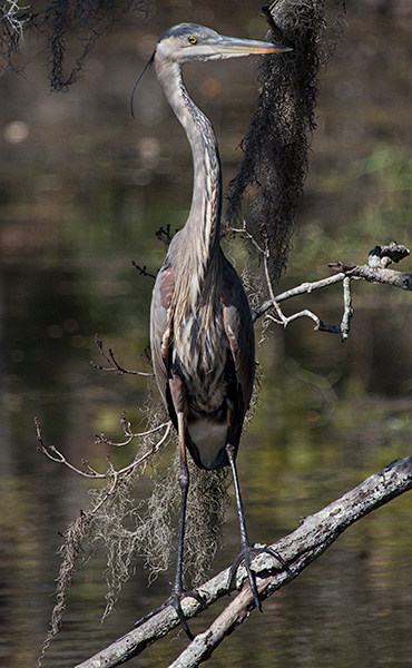 great blue