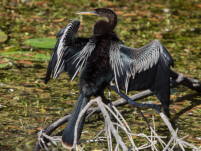 anhinga