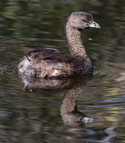 pied-billed