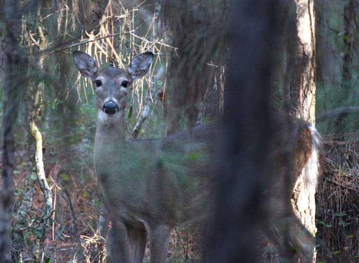 ears